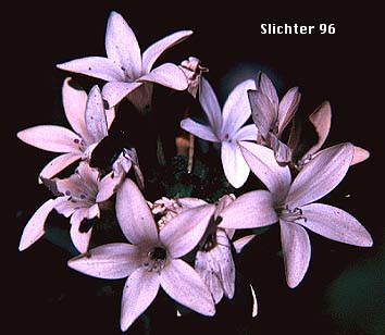 Grand Collomia, Large-flowered Collomia, Large-flower Mountain-trumpet: Collomia grandiflora