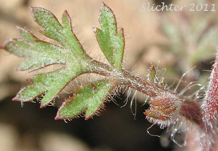 Close-up of a stem leaf of Variableleaf Collomia, Varied-leaf Collomia, Varied-leaf Mountain-trumpet: Collomia heterophylla