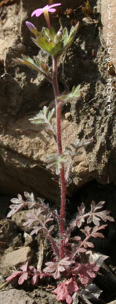 Variableleaf Collomia, Varied-leaf Collomia, Varied-leaf Mountain-trumpet: Collomia heterophylla