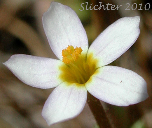 White-flowered form of Baby Stars, Bicolored Linanthus, True Babystars: Leptosiphon bicolor (Synonyms: Linanthus bicolor, Linanthus bicolor ssp. bicolor, Linanthus bicolor var. bicolor, Linanthus bicolor ssp. minimus, Linanthus bicolor var. minimus)
