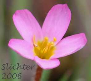 Flower of Baby Stars, Bicolored Linanthus, True Babystars: Leptosiphon bicolor (Synonyms: Linanthus bicolor, Linanthus bicolor ssp. bicolor, Linanthus bicolor var. bicolor, Linanthus bicolor ssp. minimus, Linanthus bicolor var. minimus)