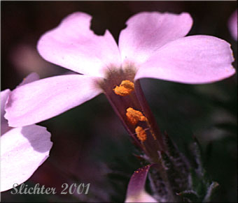 Stamens of Hood's Phlox, Woolly Phlox: Phlox hoodii var. canescens (Synonyms: Phlox canescens, Phlox hoodii ssp. canescens, Phlox lanata)