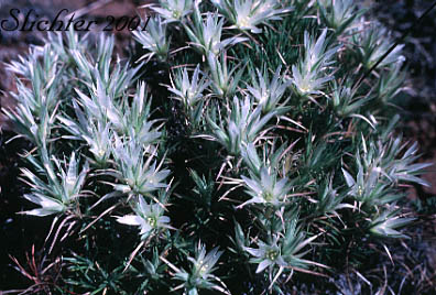 Franklin's Sandwort:Eremogone franklinii var. franklinii (Synonym: Arenaria franklinii var. franklinii)