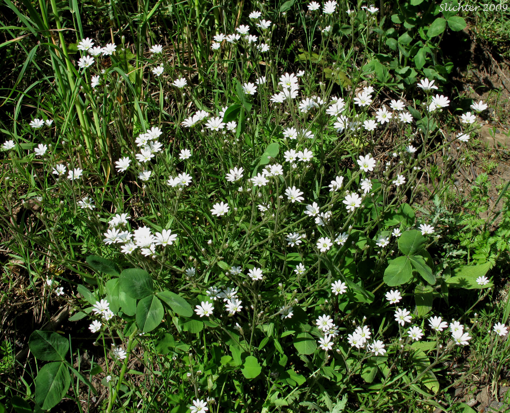 Field Chickweed, Field Mouse Ear: Cerastium arvense ssp. strictum (Synonym: Cerastium arvense ssp. maximum)