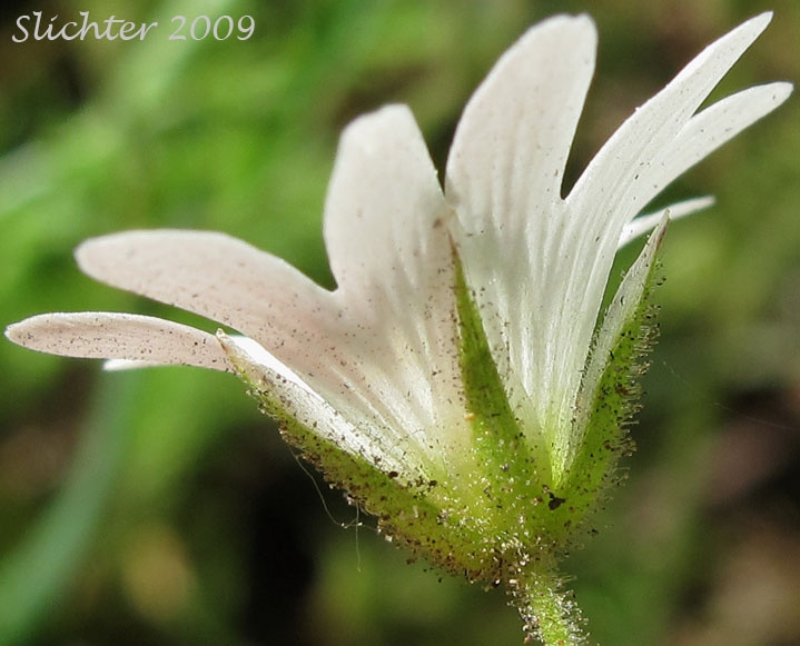 Calyx of Field Chickweed, Field Mouse Ear: Cerastium arvense ssp. strictum (Synonym: Cerastium arvense ssp. maximum)