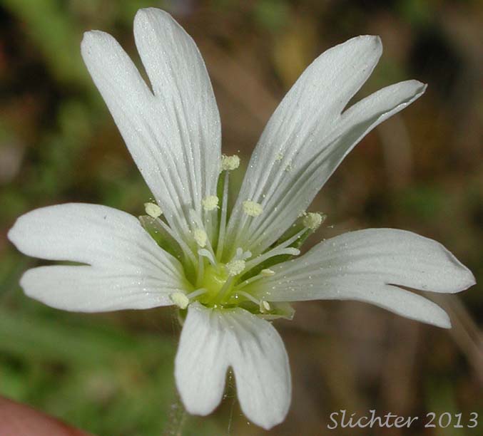 Close-up of a flower of Field Chickweed, Field Mouse Ear: Cerastium arvense ssp. strictum (Synonym: Cerastium arvense ssp. maximum)