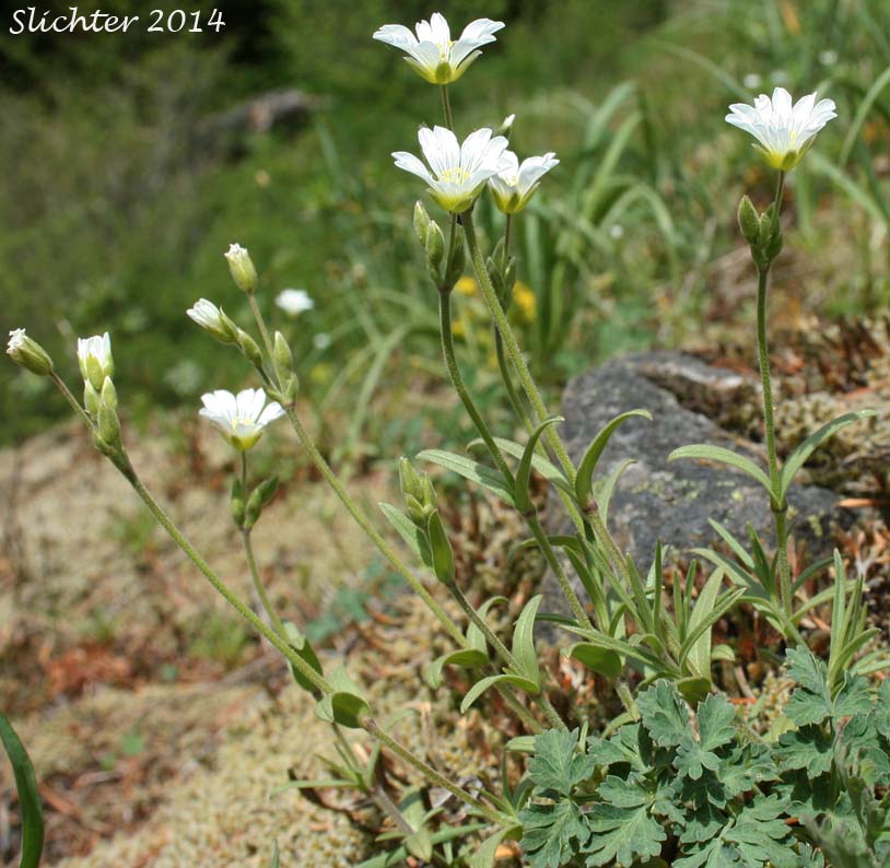 Field Chickweed, Field Mouse Ear: Cerastium arvense ssp. strictum (Synonym: Cerastium arvense ssp. maximum)