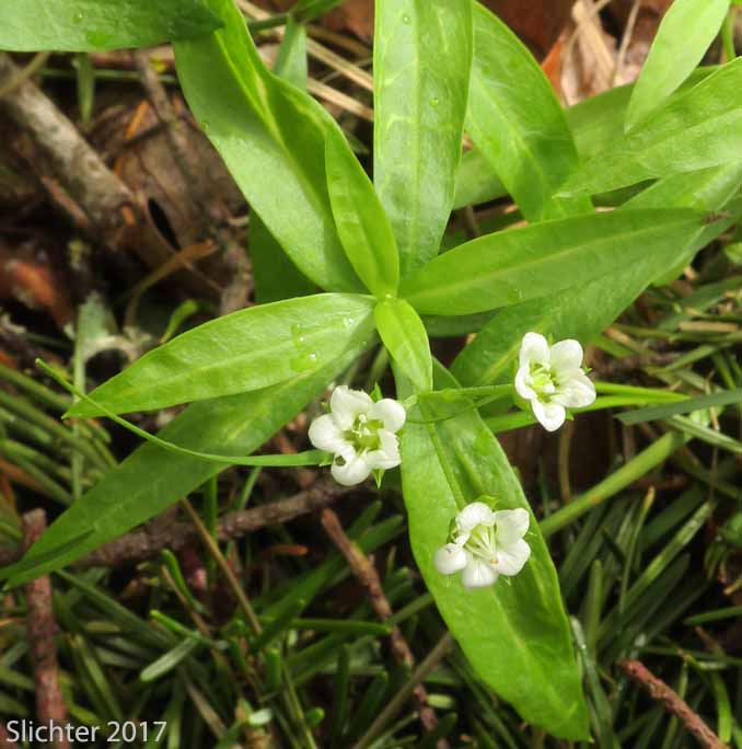 Bigleaf Sandwort, Largeleaf Sandwort: Moehringia macrophylla (Synonym: Arenaria macrophylla)