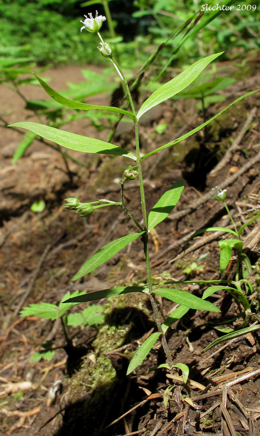 Bigleaf Sandwort, Big-leaf Sandwort, Largeleaf Sandwort: Moehringia macrophylla (Synonym: Arenaria macrophylla)