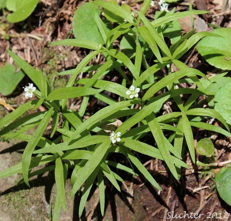 Bigleaf Sandwort, Big-leaf Sandwort, Largeleaf Sandwort: Moehringia macrophylla (Synonym: Arenaria macrophylla)