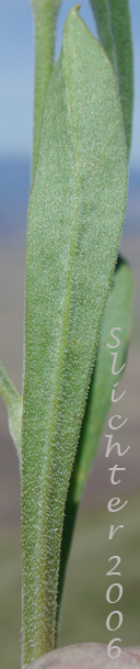 Upper stem leaves of Douglas' Campion, Douglas' Catchfly, Douglas' Silene: Silene douglasii var. douglasii (Synonyms: Silene douglasii var. monantha, Silene douglasii var. villosa, Silene lyallii)