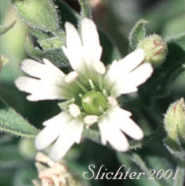 Flower of Menzies' Campion, Menzie's Silene: Silene menziesii (Synonyms: Silene menziesii ssp. menziesii, Silene menziesii var. menziesii, Silene menziesii var. viscosa)