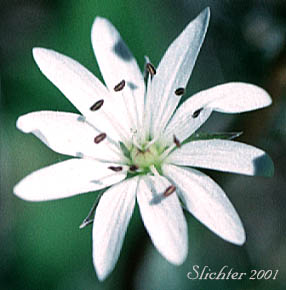 Flower of Long-leaf StarwortLongleaf Starwort, Long-leaved Starwort: Stellaria longifolia (Synonym: Stellaria longifolia var. longifolia)