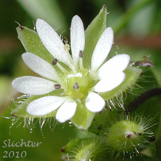 Flower of Common Chickweed: Stellaria media (Synonyms: Alsine media, Stellaria apetala, Stellaria media ssp. media, Stellaria media var. procera)