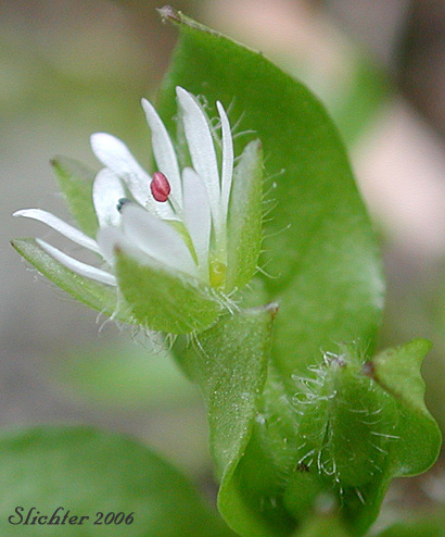 Common Chickweed: Stellaria media (Synonyms: Alsine media, Stellaria apetala, Stellaria media ssp. media, Stellaria media var. procera)