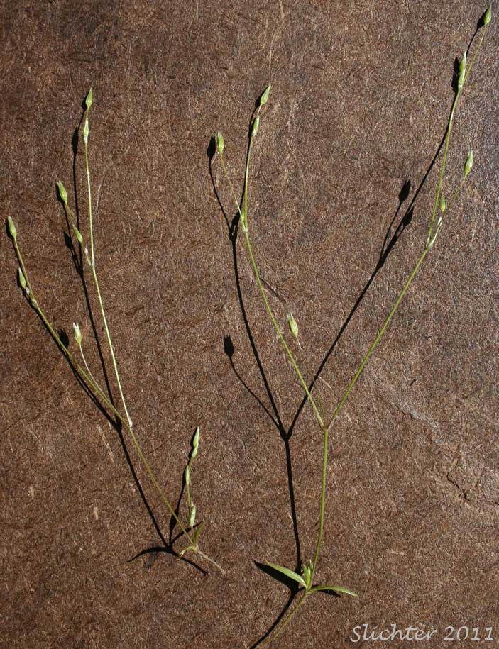 Shining Chickweed, Shiny Starwort: Stellaria nitens (Synonym: Stellaria praecox)