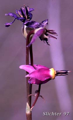 Flower of Cusick's Shooting Star, Sticky Shooting Star: Dodecatheon cusickii (Synonyms: Dodecatheon cusickii var. cusickii, Dodecatheon pauciflorum var. cusickii, Dodecatheon pulchellum ssp. cusickii)