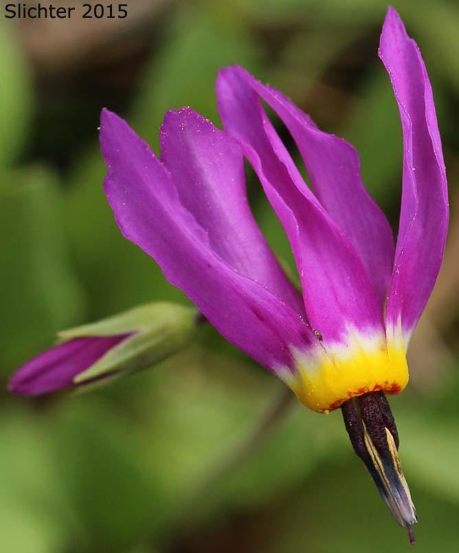 Flower of Narcissus Shooting Star, Poet's Shootingstar, Poet's Shooting Star: Dodecatheon poeticum (Synonym: Primula poetica)