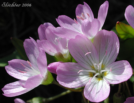 Flowers of Western Spring Beauty: Claytonia lanceolata var. lanceolata