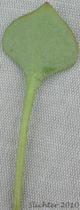 Ventral blade surface of a basal leaf of Erubescent Miner's Lettuce, Red Miner's Lettuce, Redstem Springbeauty: Claytonia rubra ssp. rubra (Synonyms: Montia perfoliata (in part), Montia rubra)