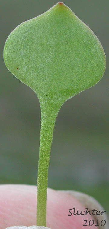 Dorsal blade surface of a basal leaf of Erubescent Miner's Lettuce, Red Miner's Lettuce, Redstem Springbeauty: Claytonia rubra ssp. rubra (Synonyms: Montia perfoliata (in part), Montia rubra)