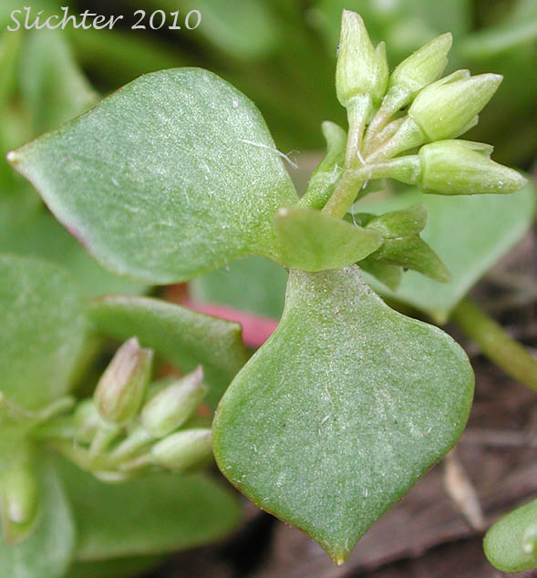 Inflorescence and characteristic paired stem leaves of Erubescent Miner's Lettuce, Red Miner's Lettuce, Redstem Springbeauty: Claytonia rubra ssp. rubra (Synonyms: Montia perfoliata (in part), Montia rubra)