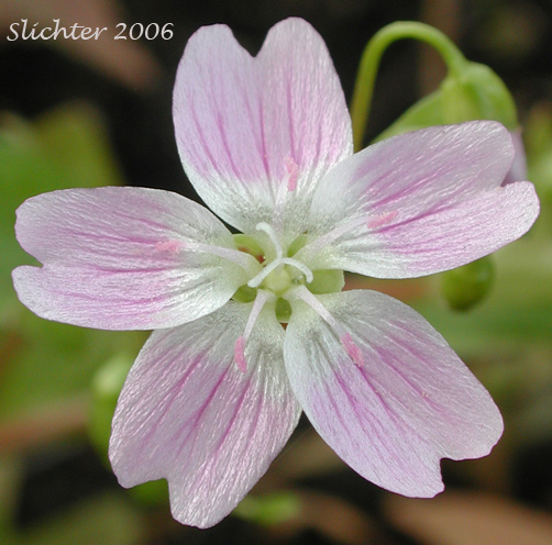 Candy Flower, Siberian Miner's Lettuce: Claytonia sibirica ssp. sibirica (Synonyms: Claytonia heterophylla, Claytonia sibirica var. bulbifera, Claytonia sibirica ssp. sibirica, Montia heterophylla, Montia sibirica, Montia sibirica var. bulbifera, Montia sibirica var. heterophylla, Montia sibirica var. sibirica)
