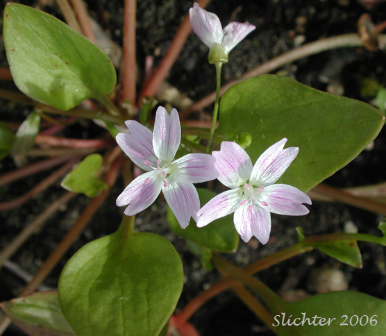 Candy Flower, Siberian Miner's Lettuce: Claytonia sibirica ssp. sibirica (Synonyms: Claytonia heterophylla, Claytonia sibirica var. bulbifera, Claytonia sibirica ssp. sibirica, Montia heterophylla, Montia sibirica, Montia sibirica var. bulbifera, Montia sibirica var. heterophylla, Montia sibirica var. sibirica)