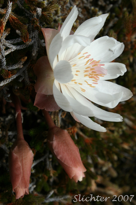 Bitterroot, Resurrection Flower, Rock-rose: Lewisia rediviva (Synonyms: Lewisia rediviva var. minor, Lewisia rediviva var. rediviva)