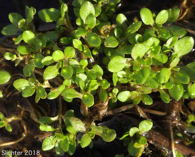 Annual Water Miner's-lettuce, Blinks, Spring Water Chickweed, Water Chickweed: Montia fontana (Synonyms: Claytonia hallii, Montia clara, Montia dipetala, Montia fontana ssp. fontana, Montia fontana var. lamprosperma, Montia fontana var. tenerrima, Montia funstonii, Montia hallii, Montia minor)