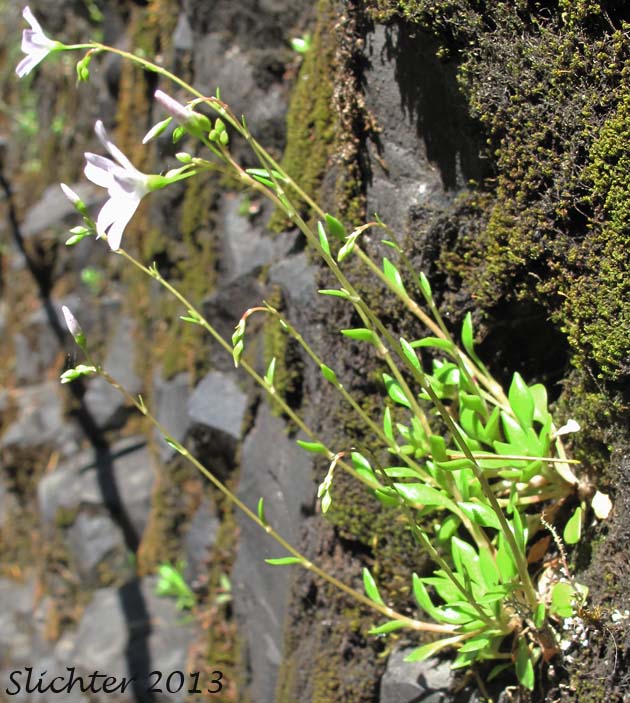 Little-leaf Montia: Montia parvifolia