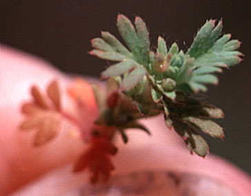 Western Lady's-mantle: Aphanes occidentalis (Synonyms: Alchemilla occidentalis, Aphanes arvensis, Aphanes macrosepala)