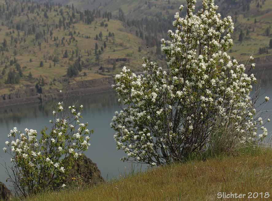 Habitat of Cusick's Serviceberry: Amelanchier cusickii (Synonym: Amelanchier alnifolia var. cusickii)