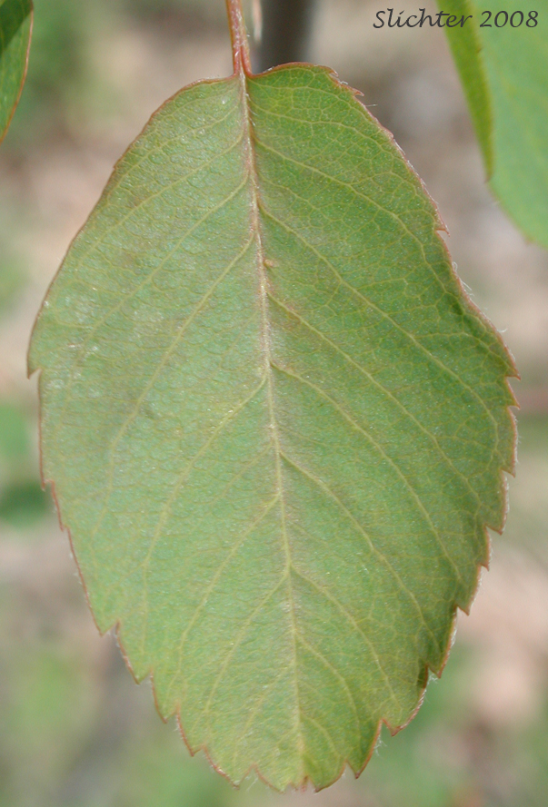 Dorsal leaf surface of Cusick's Serviceberry: Amelanchier cusickii (Synonym: Amelanchier alnifolia var. cusickii)