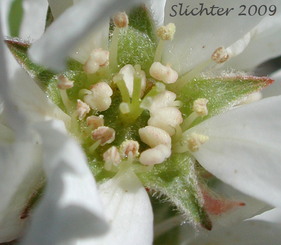 Flower of Cusick's Serviceberry: Amelanchier cusickii (Synonym: Amelanchier alnifolia var. cusickii)