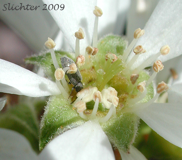 Flower of Cusick's Serviceberry: Amelanchier cusickii (Synonym: Amelanchier alnifolia var. cusickii)