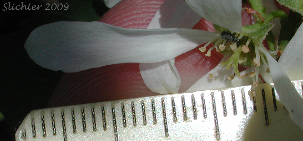 Long petal of Cusick's Serviceberry: Amelanchier cusickii (Synonym: Amelanchier alnifolia var. cusickii)