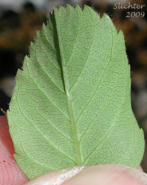 Ventral leaf surface of Cusick's Serviceberry: Amelanchier cusickii (Synonym: Amelanchier alnifolia var. cusickii)