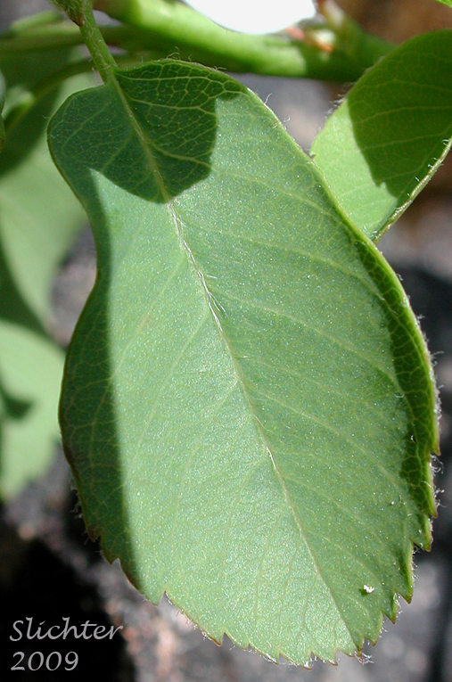 Dorsal leaf surface of Cusick's Serviceberry: Amelanchier cusickii (Synonym: Amelanchier alnifolia var. cusickii)