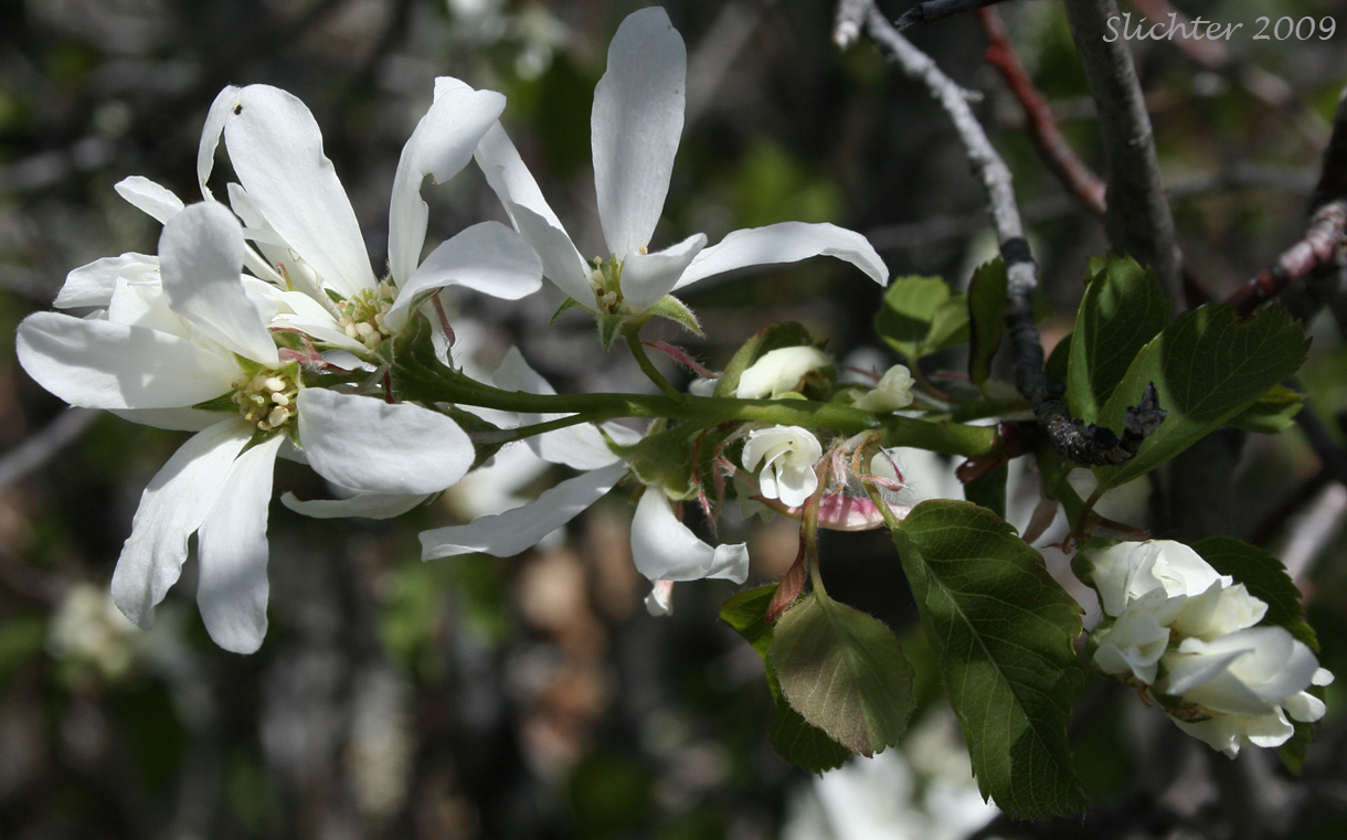 Cusick's Serviceberry: Amelanchier cusickii (Synonym: Amelanchier alnifolia var. cusickii)