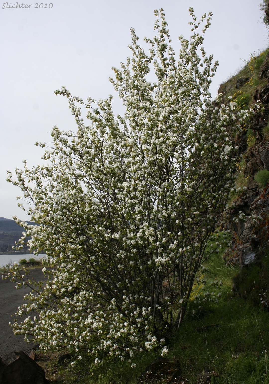 Cusick's Serviceberry: Amelanchier cusickii (Synonym: Amelanchier alnifolia var. cusickii)