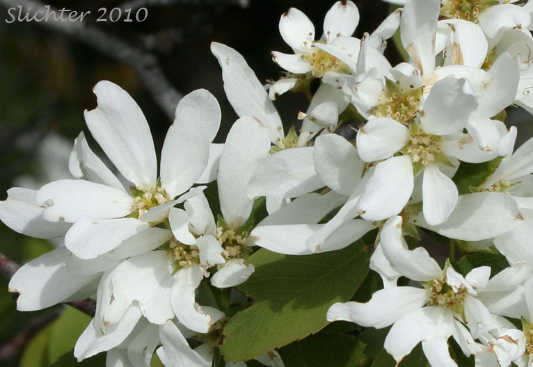 Flowers of Cusick's Serviceberry: Amelanchier cusickii (Synonym: Amelanchier alnifolia var. cusickii)