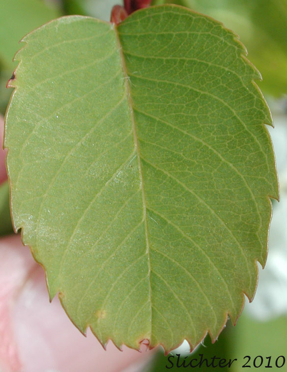 Leaf of Cusick's Serviceberry: Amelanchier cusickii (Synonym: Amelanchier alnifolia var. cusickii)