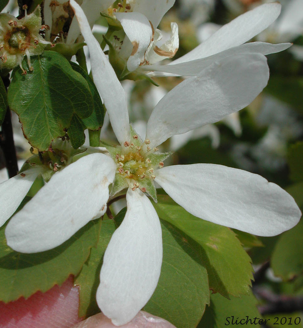 Cusick's Serviceberry, Cusick's Shadbush: Amelanchier alnifolia var. cusickii (Synonyms: Amelanchier basalticola, Amelanchier cusickii, Amelanchier florida, Amelanchier florida var. cusickii)