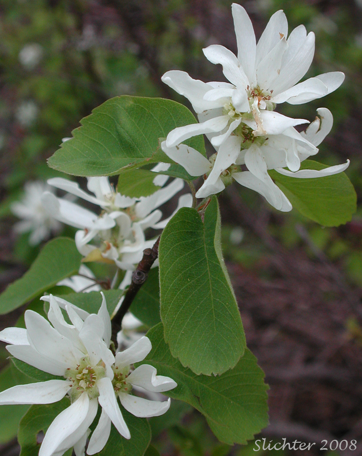 Inflorescence and leaves of Pacific Serviceberry, Western Serviceberry: Amelanchier alnifolia var. semiintegrifolia (Synonyms: Amelanchier alnifolia var. florida, Amelanchier canadensis var. semiintegrifolia, Amelanchier ephemerotricha, Amelanchier ephemerotricha var. silvicola, Amelanchier florida, Amelanchier florida var. florida, Amelanchier florida va. parvifolia, Amelanchier florida var. tomentosa, Amelanchier gormani, Amelanchier ovalis var. semiintegrifolia, Amelanchier oxyodon, Amelanchier parvifolia, Amelanchier vestita)