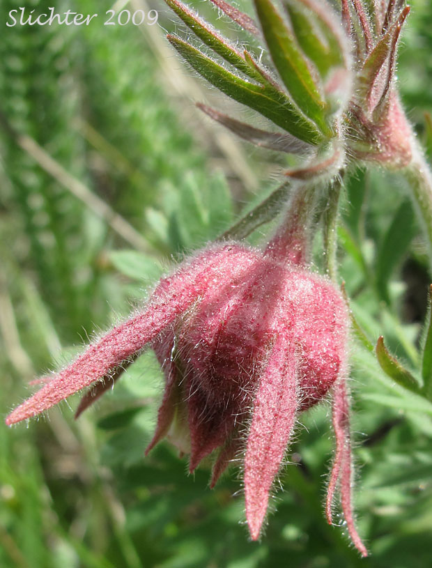 Flower of Old Man's Whiskers, Prairie Smoke, Red Avens: Geum triflorum (Synonyms: Erythrocoma campanulata, Erythrocoma ciliata, Geum campanulatum, Geum canescens, Geum ciliatum, Geum triflorum var. campanulatum, Geum triflorum var. canescens, Geum triflorum var. ciliatum, Geum triflorum var. triflorum, Sieversia canescens, Sieversia ciliata)