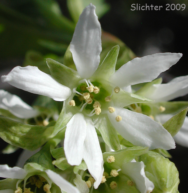 Male flower of Synonyms: Exochordata davidiana, Nuttallia cerasiformis, Nuttallia davidiana, Oemleria cerasiformis var. lancifolia, Oemleria cerasiformis var. nigra, Osmaronia cerasiformis