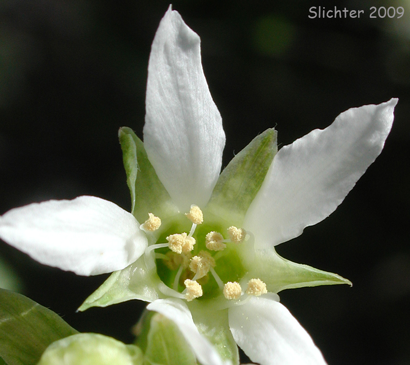 Male flower of Synonyms: Exochordata davidiana, Nuttallia cerasiformis, Nuttallia davidiana, Oemleria cerasiformis var. lancifolia, Oemleria cerasiformis var. nigra, Osmaronia cerasiformis