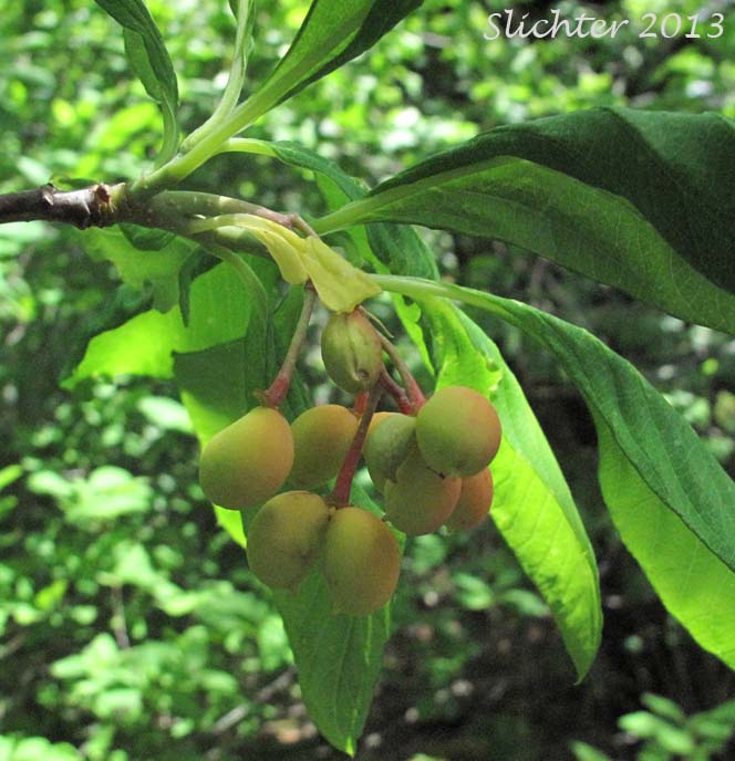 Maturing fruits of Osoberry, Oso-berry, Indian Plum: Oemleria cerasiformis (Synonyms: Exochordata davidiana, Nuttallia cerasiformis, Nuttallia davidiana, Oemleria cerasiformis var. lancifolia, Oemleria cerasiformis var. nigra, Osmaronia cerasiformis)