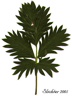 Upper leaf surface of Drummond's Cinquefoil: Potentilla drummondii ssp. drummondii (Synonym: Potentilla anomalofolia)